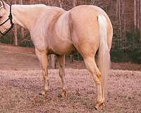 palomino-quarter-horse-mare
