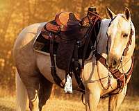 palomino-beginner-horse