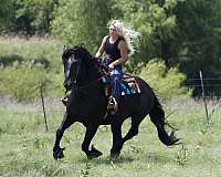 draft-horse
