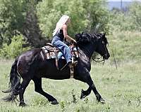 flashy-draft-horse