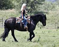 husband-safe-draft-horse
