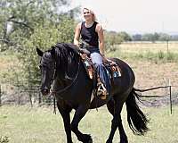 ranch-draft-horse