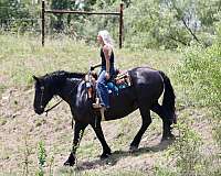 ranch-work-draft-horse