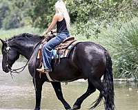show-draft-horse