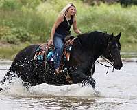 trail-draft-horse
