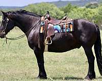 athletic-draft-horse