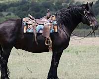 cross-draft-horse