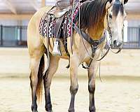 athletic-quarter-horse