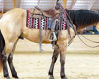 flashy-quarter-horse