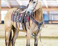 kid-safe-quarter-horse
