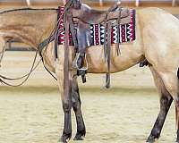 performance-quarter-horse