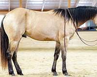 ranch-quarter-horse