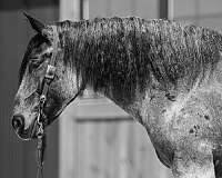 cross-draft-horse