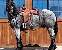 draft-horse
