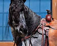 driving-draft-horse