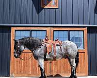 flashy-draft-horse