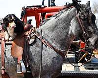 kid-safe-draft-horse
