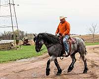 lesson-draft-horse