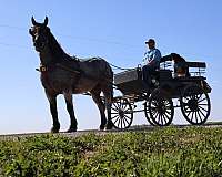 ranch-draft-horse