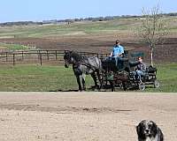 parade-draft-horse