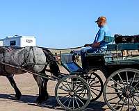 show-draft-horse