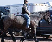 trail-draft-horse