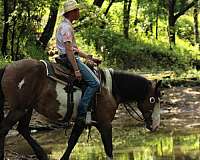 all-around-shire-horse