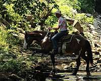 athletic-shire-horse
