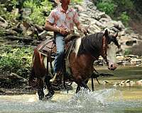 barrel-racing-shire-horse