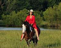 cross-shire-horse