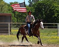flashy-shire-horse