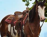 jumping-shire-horse