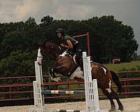playday-shire-horse