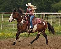 ranch-shire-horse