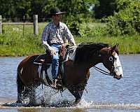 ridden-english-shire-horse