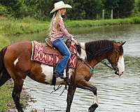 ridden-western-shire-horse