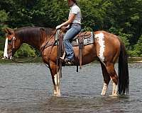 athletic-paint-horse
