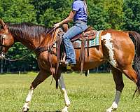 husband-safe-paint-horse