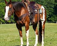 ranch-paint-horse