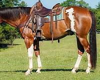 ranch-work-paint-horse