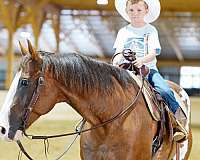 roping-paint-horse