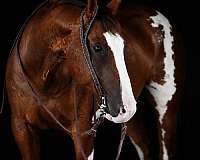 trail-paint-horse