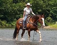 trail-riding-paint-horse