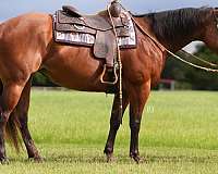 flashy-quarter-pony