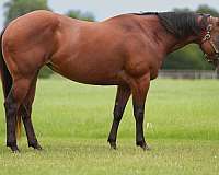 performance-quarter-pony