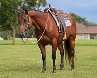 ranch-quarter-pony