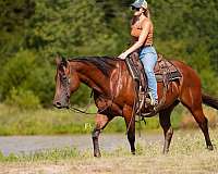 ranch-versatility-quarter-pony