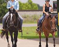 roping-quarter-pony