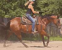 trail-quarter-pony