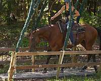 western-dressage-quarter-pony